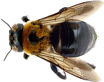 16-164000_learn-about-bees-carpenter-bee