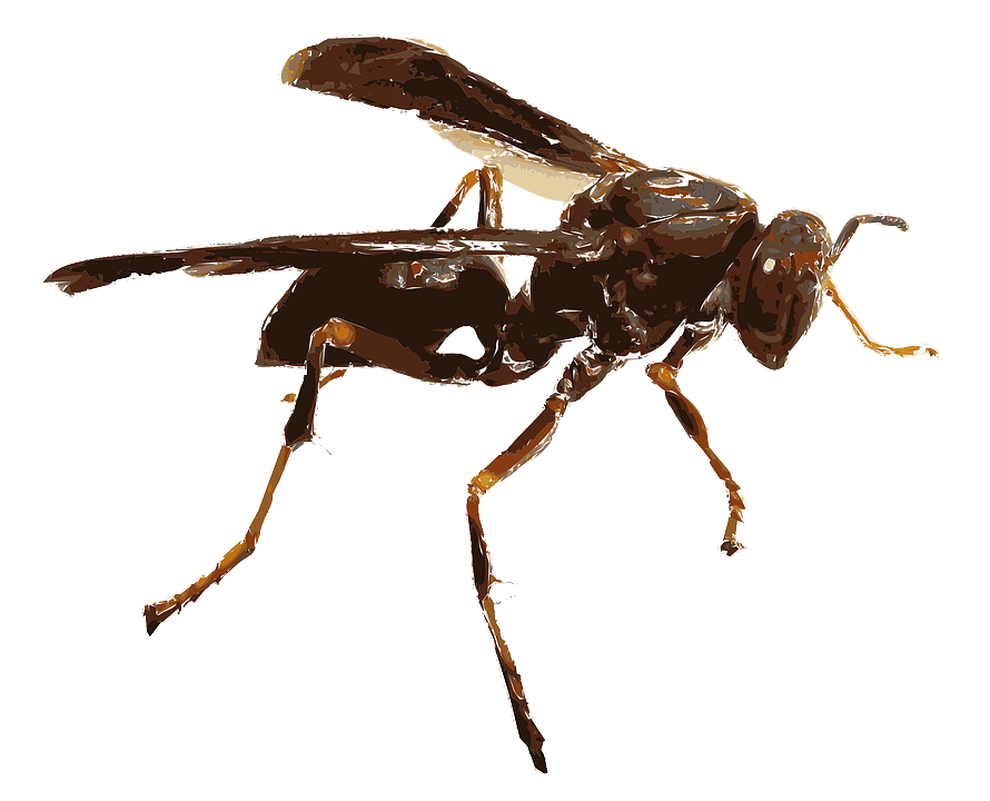 Insect-PNG-Transparent