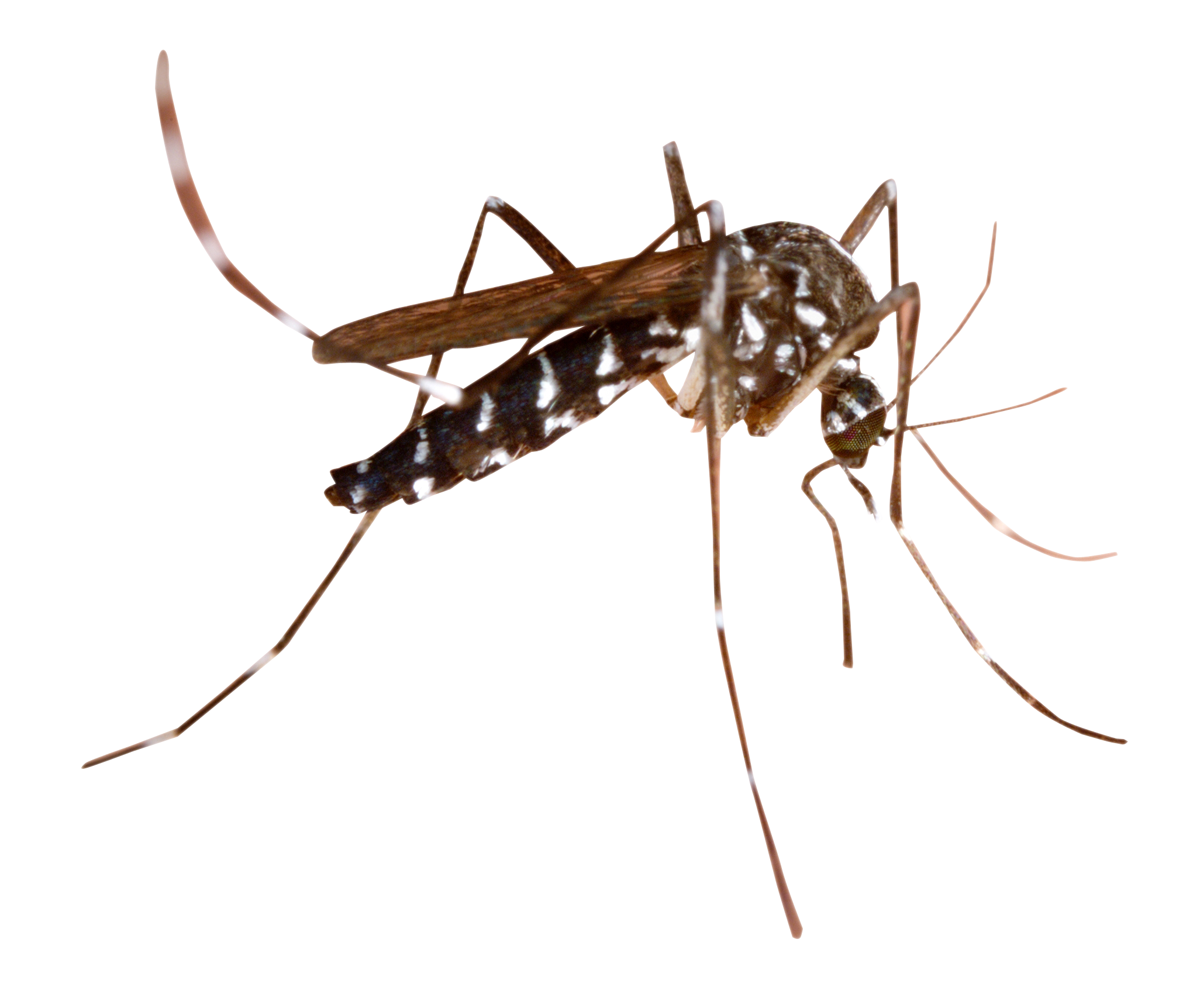 mosquito_PNG18175